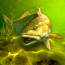 My Fishing World Mod APK 1.14.109 (free shopping) Android